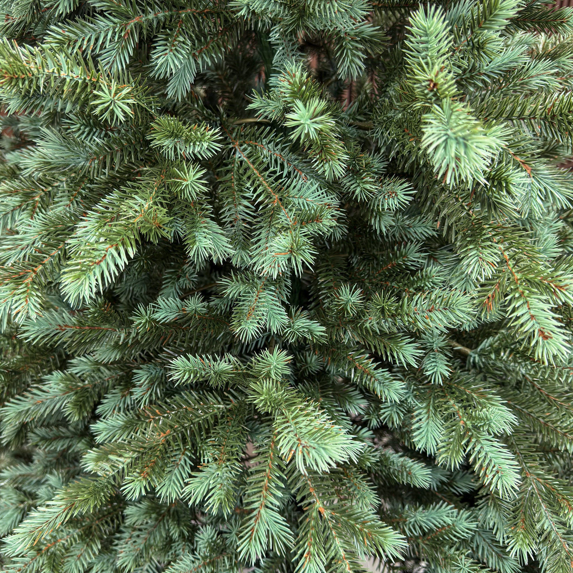 Brad artificial Sersimo, Scandinavia, verde cu varfuri argintii, integral 3D, 230 cm