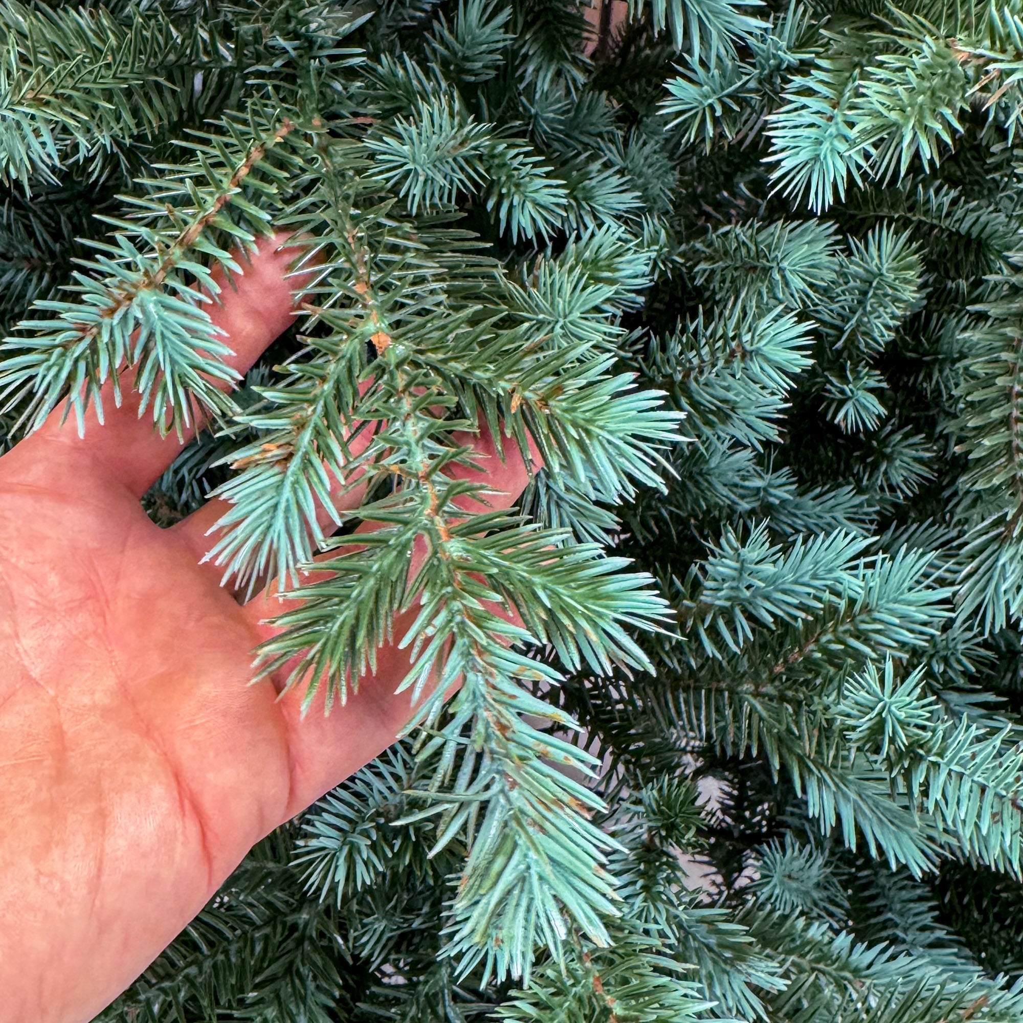 Brad artificial Sersimo, Scandinavia, verde cu varfuri argintii, integral 3D, 230 cm